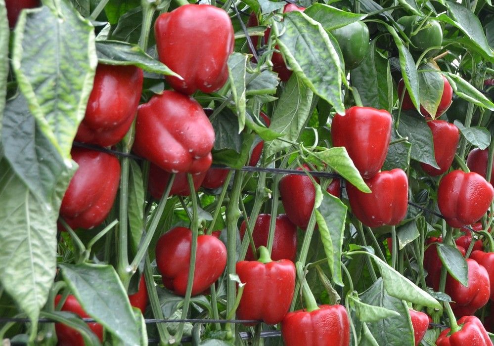 Italiano y California verde doblan su precio en una semana