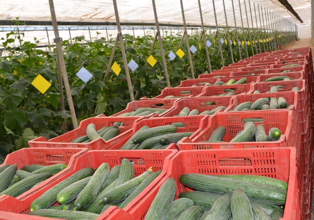 SV0091CE, el pepino de ‘Vegetables by Bayer’ ideal para los meses más fríos