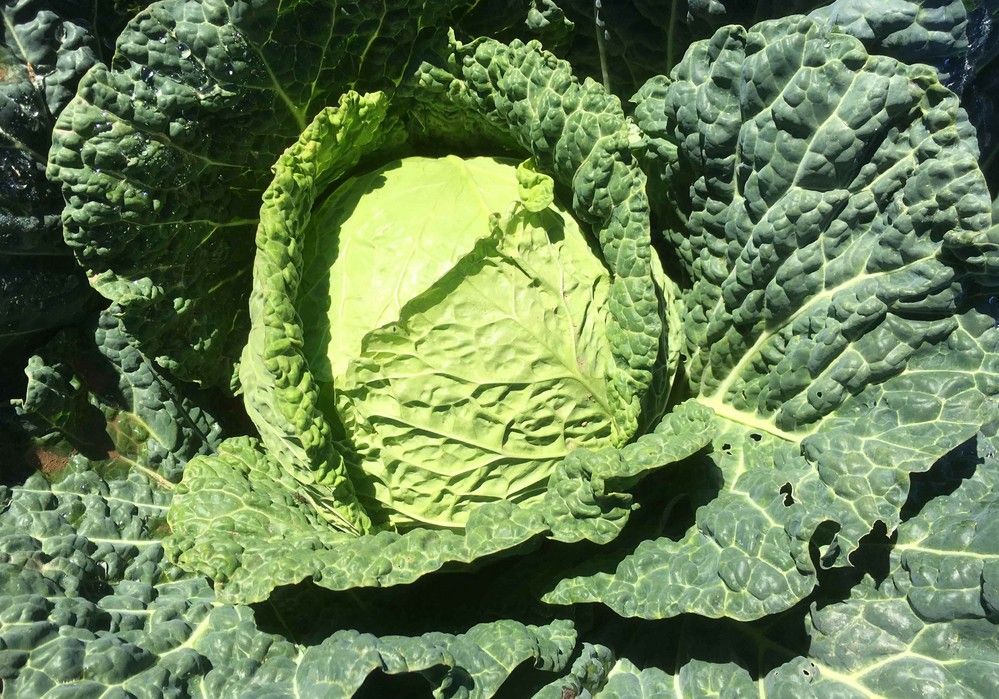 Tozer Ibérica presenta sus nuevas variedades de  semillas hortícolas