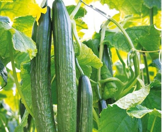 PORTENTO®: Innovación y eficacia contra el oídio de las cucurbitáceas