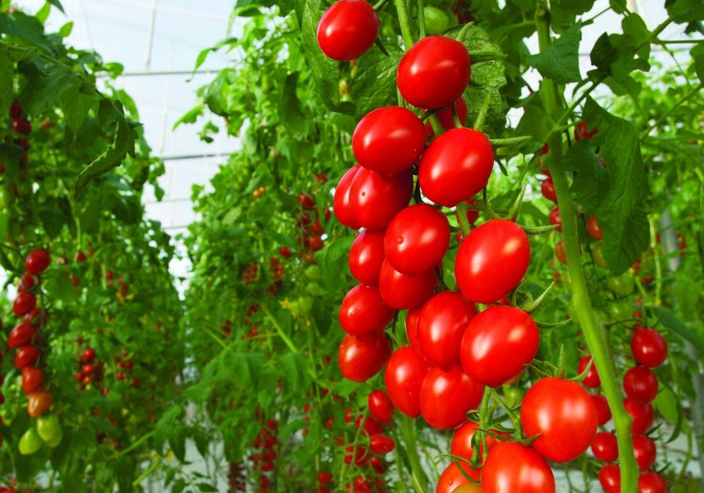 Bayer lanza una cartera de semillas de hortalizas orgánicas  que permite un mayor acceso al mercado orgánico certificado