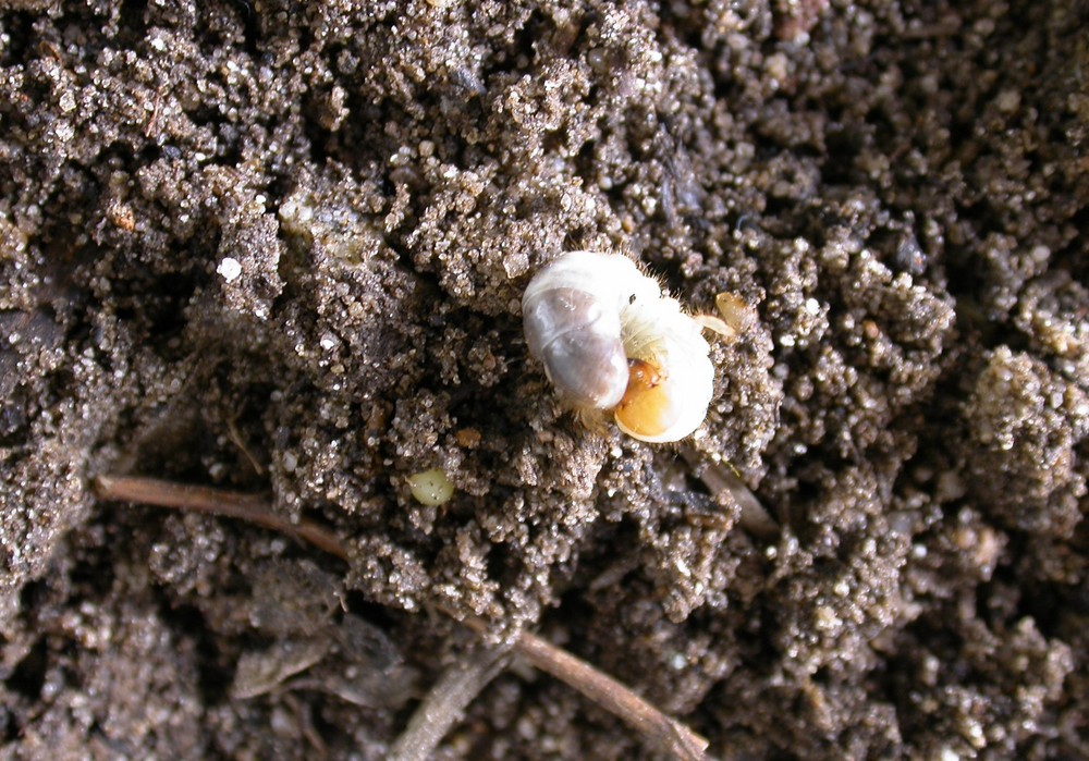 B-Green combate biológicamente las larvas de escarabajo