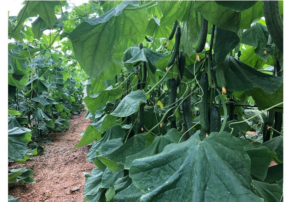 El pepino Almería sube mientras el California sigue perdiendo valor