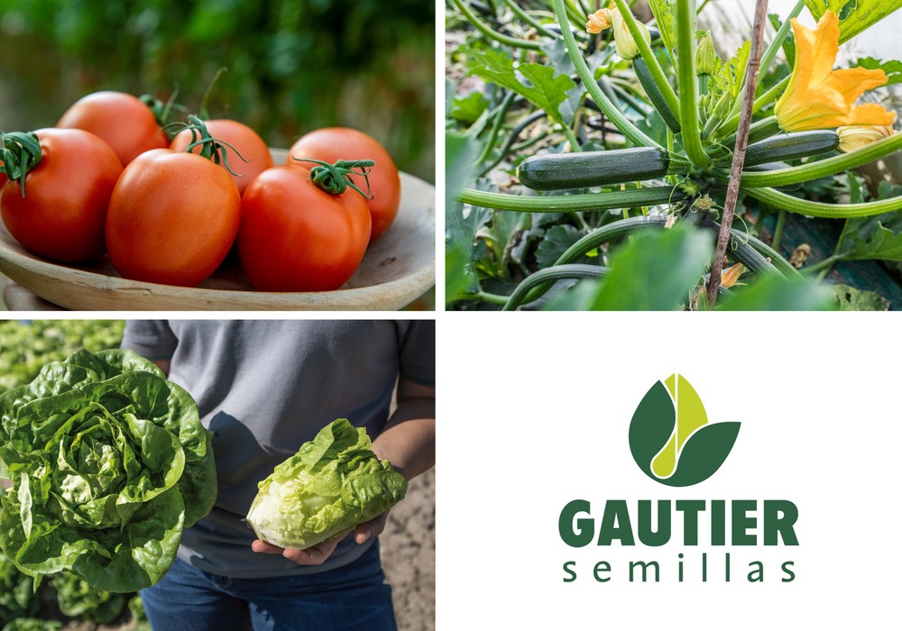 GAUTIER Semillas: Innovación, diversidad y calidad para todos los actores del sector Frutas y Hortalizas
