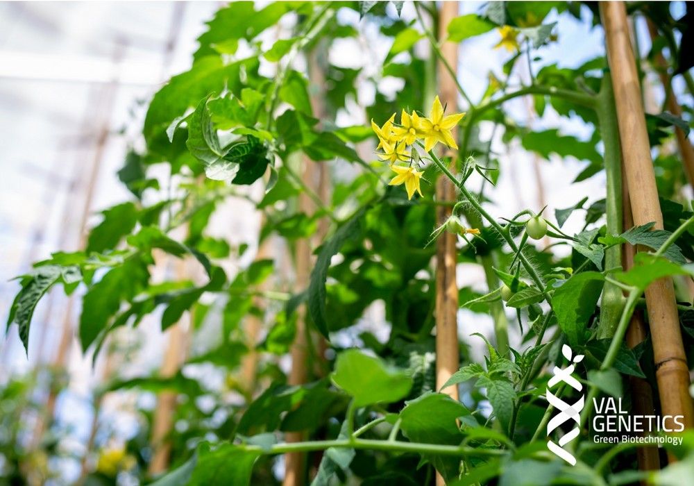 Revolución biotecnológica  en la huerta de Europa
