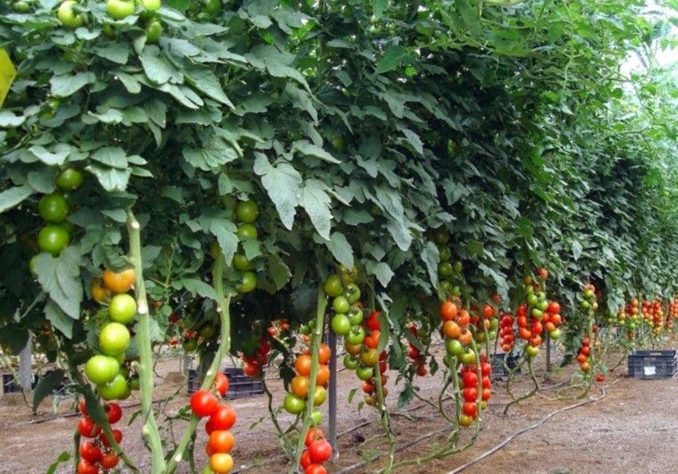 El calor hunde la producción del Sureste español y volvemos a tropezar con Marruecos