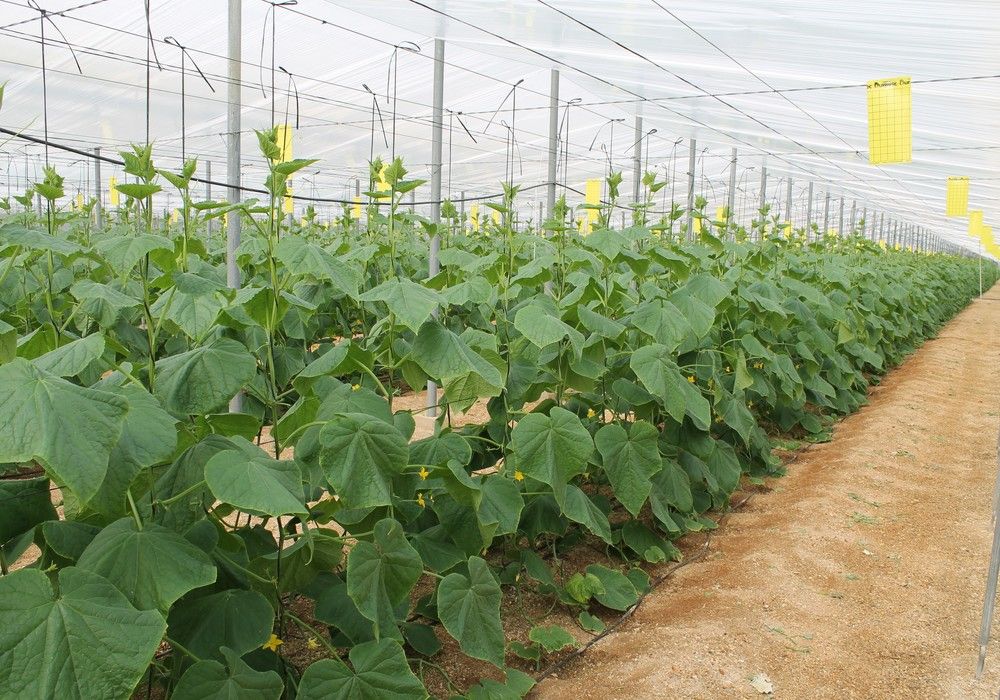 España, líder de agricultura  ecológica en Europa