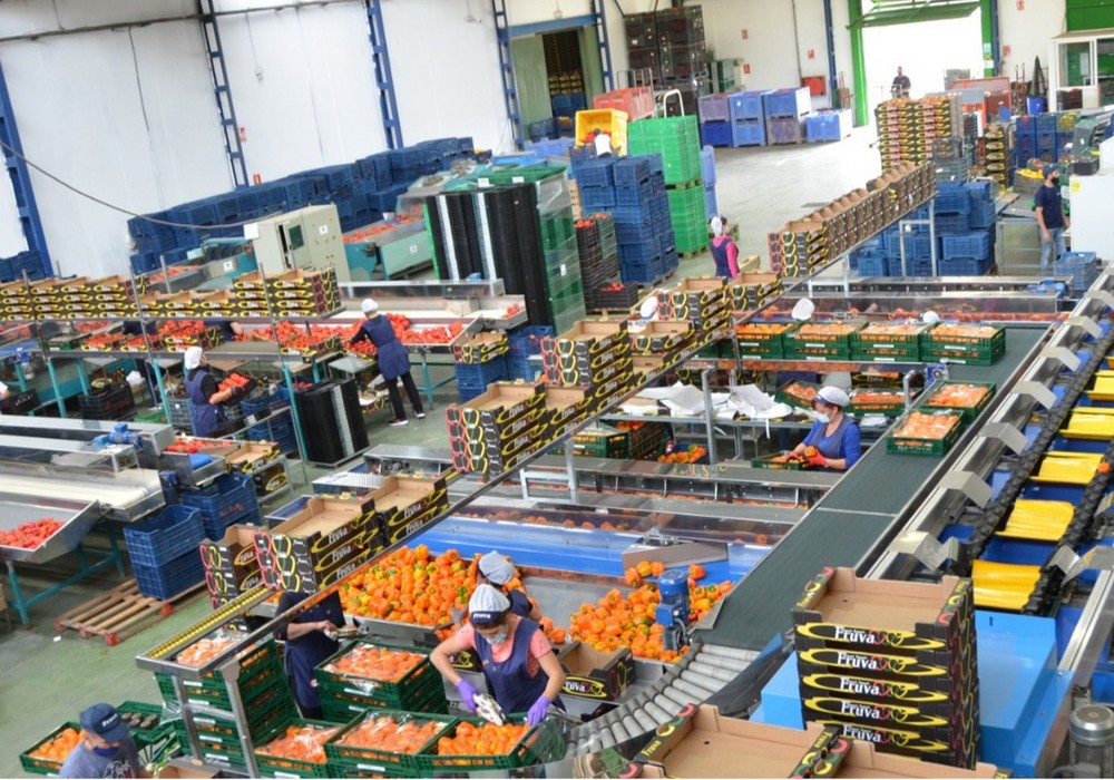 Import-Export Fruva amplía su producción de pepino y berenjena gracias a su calidad y buen servicio