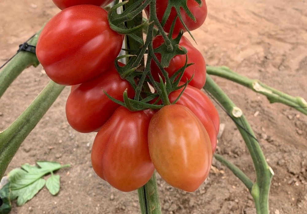 Mini Corazón de Buey TN0077 F1, el fruto de la innovación de ISI Sementi