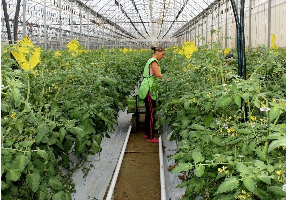 El Ministerio de Agricultura concede la XII edición de los Premios de Excelencia a la Innovación para Mujeres Rurales