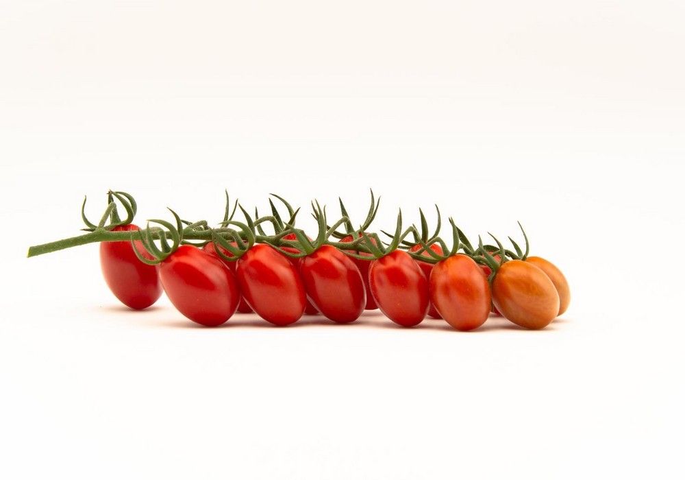 Top Seeds International lanza el Fanello, su primer tomate mini-plum