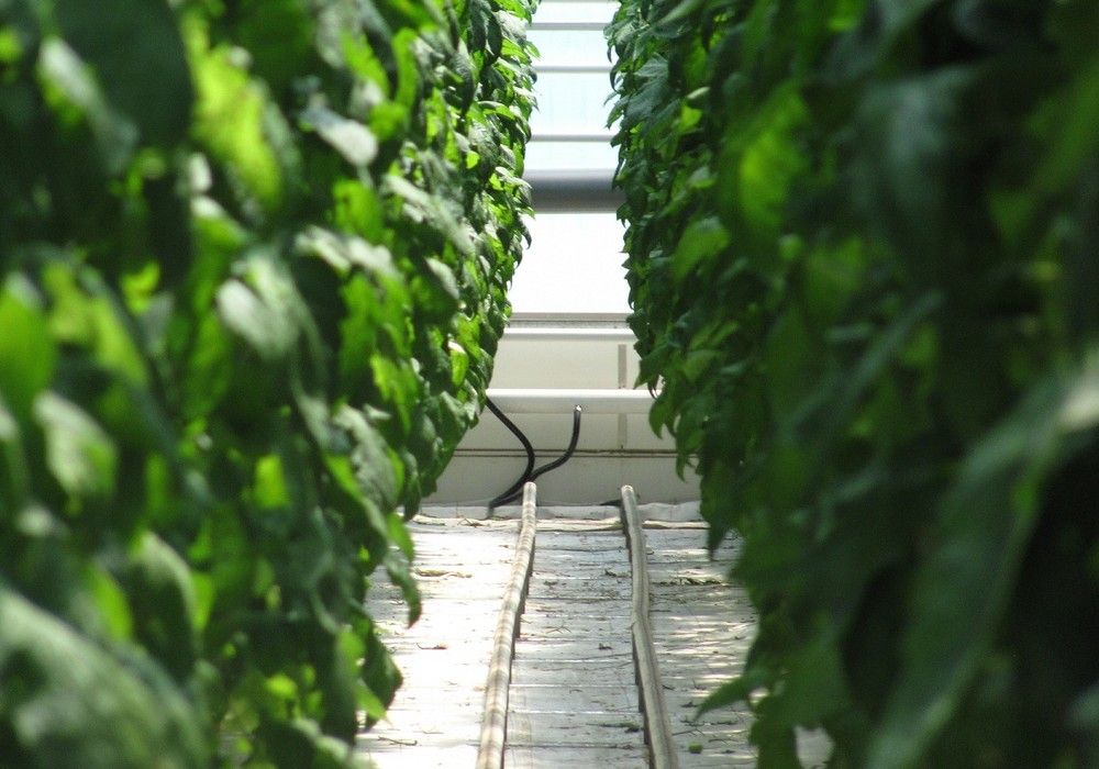 La consejera de Agricultura advierte de que los ecoesquemas puedan ser la excusa del ministerio para imponer una nueva tasa plana en la PAC