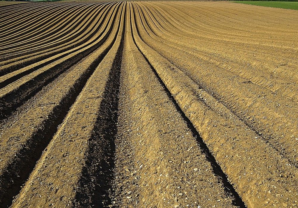 La mejora vegetal ayuda a paliar el hambre en el mundo al aumentar la producción y la calidad de los alimentos