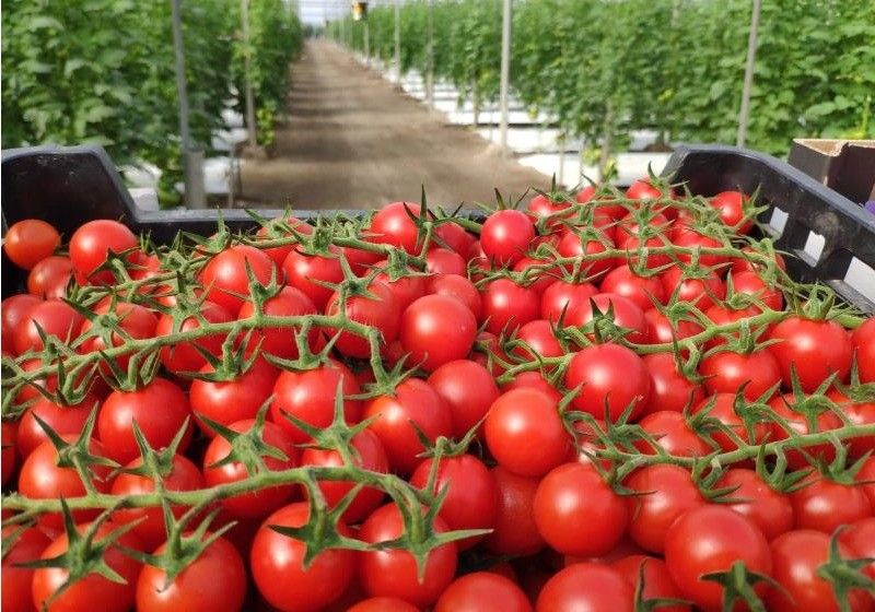 El subgrupo de tomate del Observatorio de mercados de frutas y hortalizas de la Comisión Europea analiza la campaña