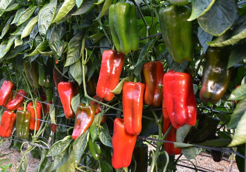 El lamuyo rojo, el rey de la pizarra agrícola en la semana 42
