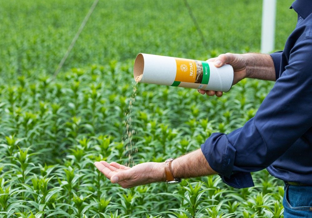 Hasta un 500% más de ácaros depredadores con Nutari, el alimento suplementario de Koppert