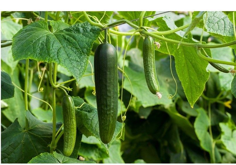El pepino registra una subida generalizada de su cotización en la última semana