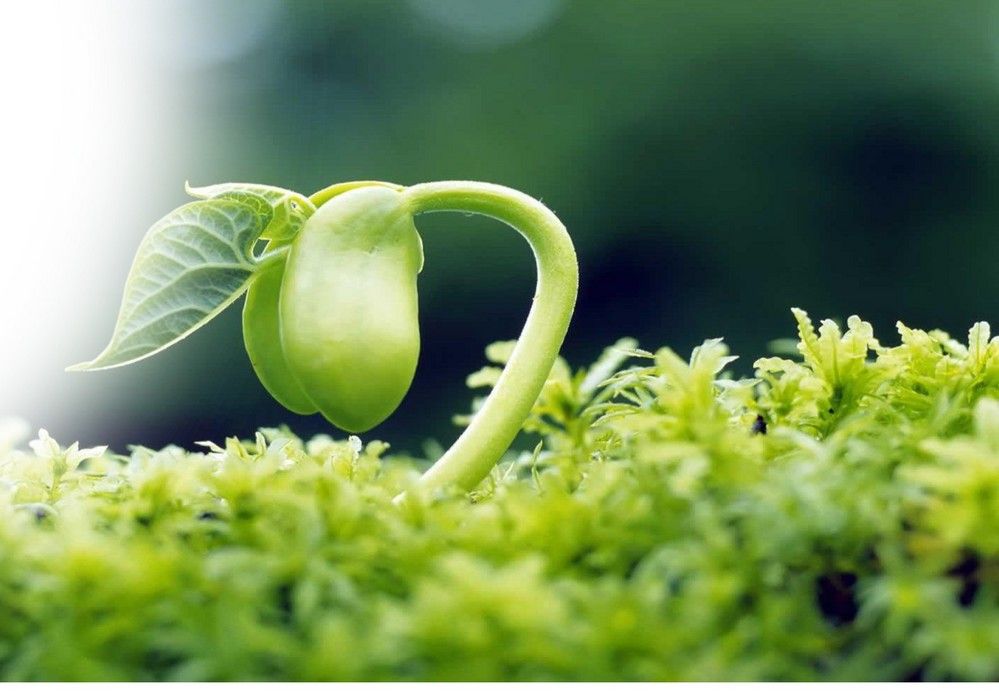 La agricultura ecológica ha llegado para quedarse