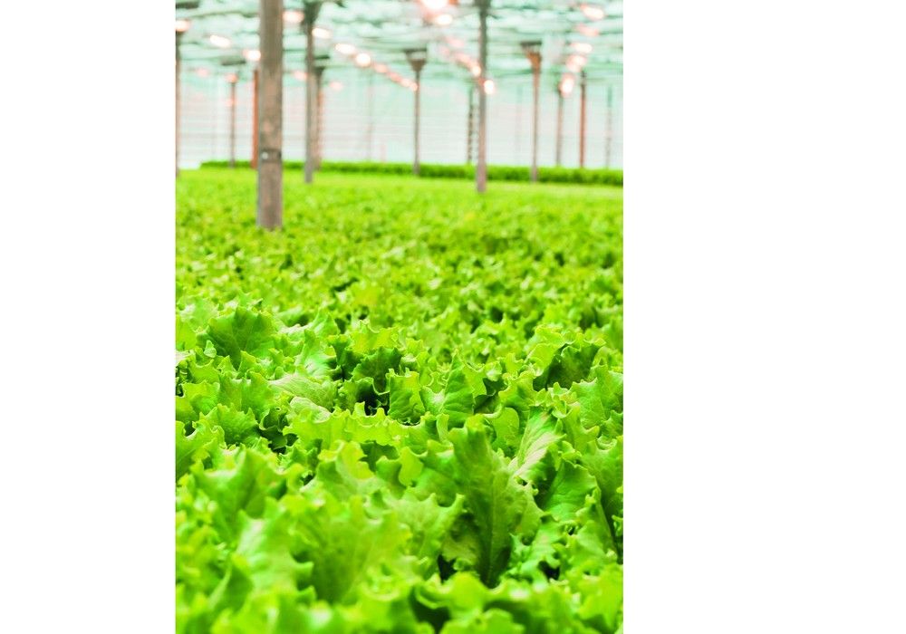 El portfolio de microorganismos de Hefe Fertilizer, la mejor elección para sacar  el máximo rendimiento a la producción