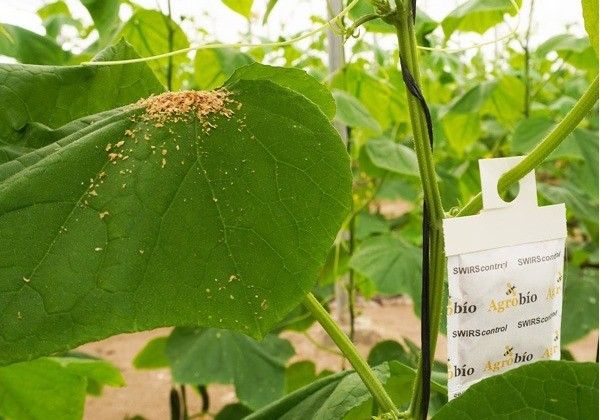 La estrategia preventiva de Agrobío es la solución para controlar plagas en ecológico