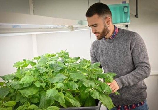 Desarrollan nuevas plantas que producen y liberan feromonas sexuales para luchar contra las plagas
