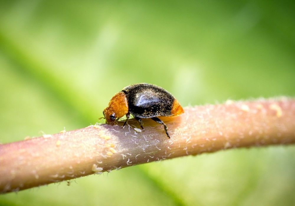 Koppert mostrará en el Congreso VIO el éxito del control biológico de cotonet con insectos beneficiosos