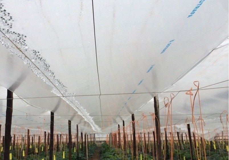 ASAJA, COAG y UPA piden un plan de choque urgente para el sector agrario