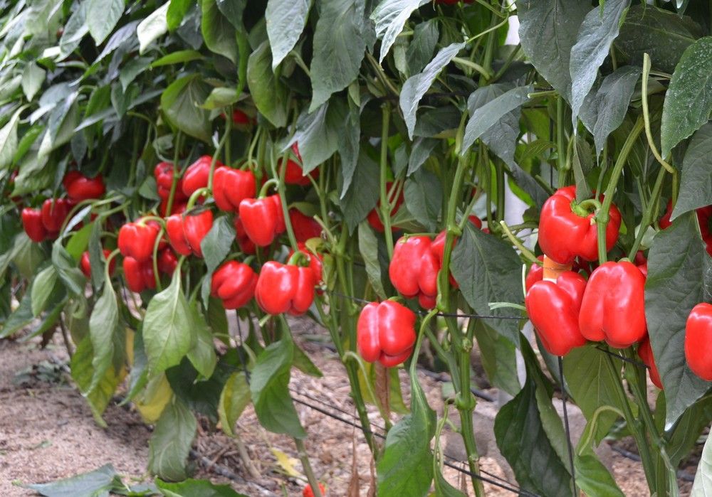 Las VI Jornadas de Pimiento Temprano de Dalías contarán con 16 empresas y una veintena de expertos del sector