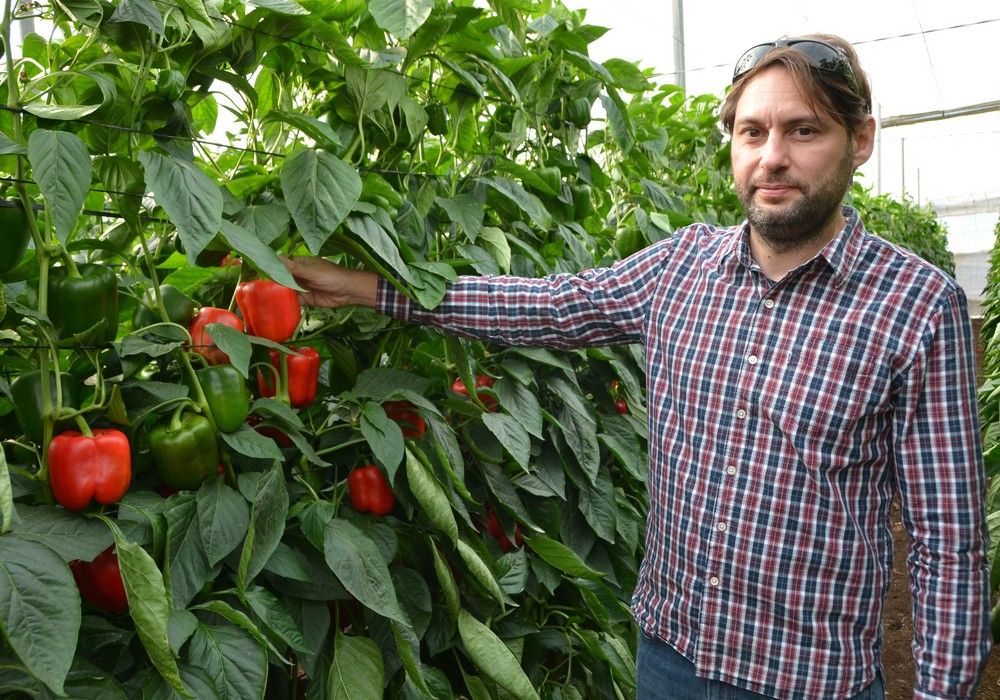 Jabana, el nuevo pimiento de Zeraim que sobresale por su precocidad, alta producción y calidad de fruto