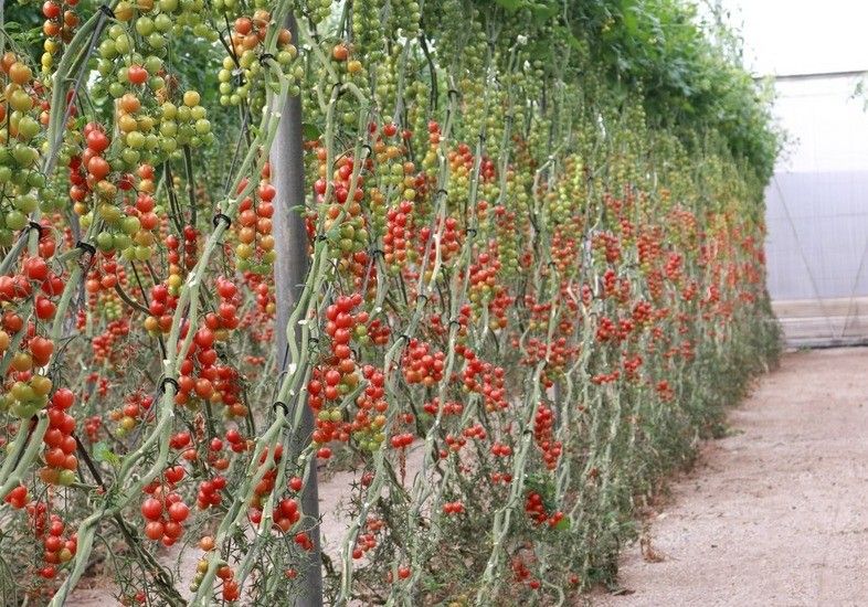 La estabilidad es la tónica en los precios en origen de los productos hortofrutícolas almerienses