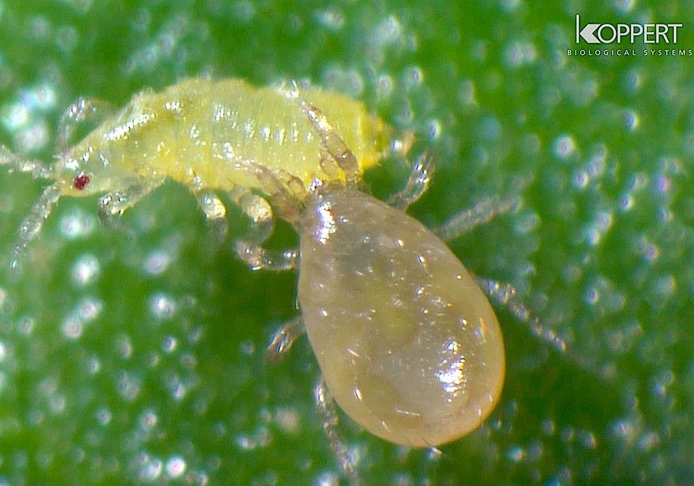 La llegada del frío convierte a Neoseiulus cucumeris en el protagonista del control biológico de trips