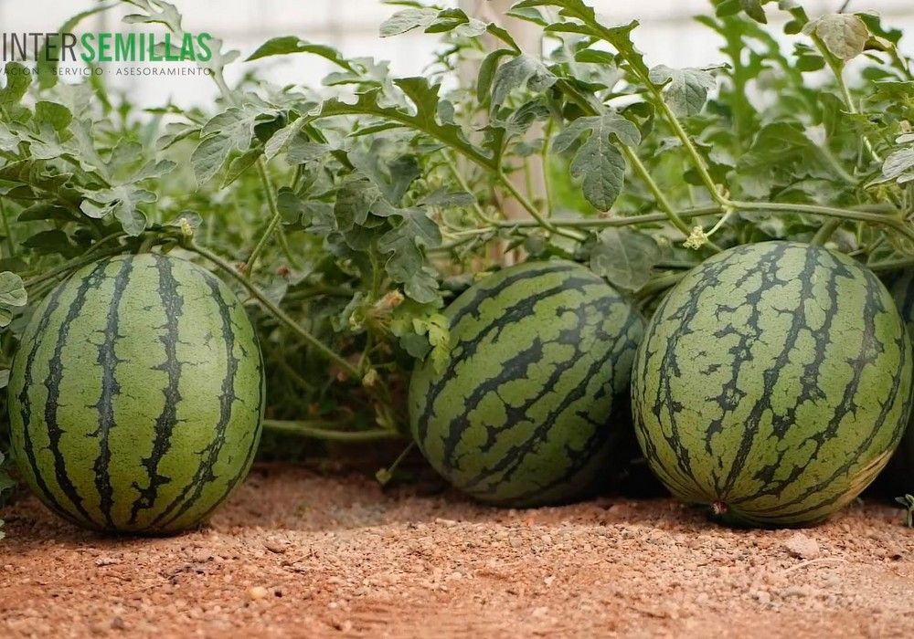 Intersemillas marca la diferencia con sus variedades de melón y sandía ajustadas a las necesidades del cliente