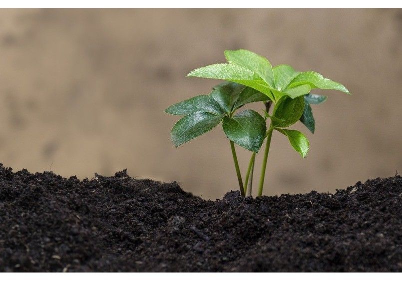 La Gama Herofol Denso® de Herogra Especiales permite desarrollar plantas más altas con un mayor número de frutos