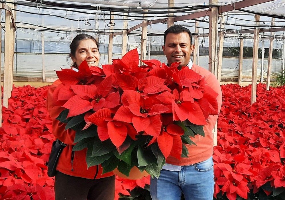 Agrobío alcanza el 70% del control biológico en Poinsettia