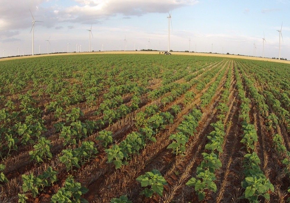 Según la FAO, la erosión del suelo provocará una reducción de la producción de alimentos del 10% en 2050