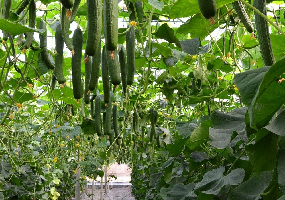 Syngenta cierra ciclo con sus nuevos pepinos Erico y Viggo