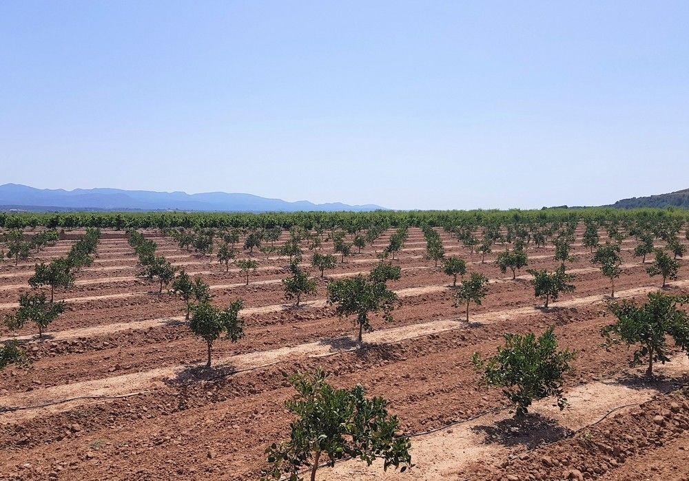 El Gobierno modifica las bases reguladoras para la concesión de ayudas a proyectos innovadores de productividad y sostenibilidad agrícola