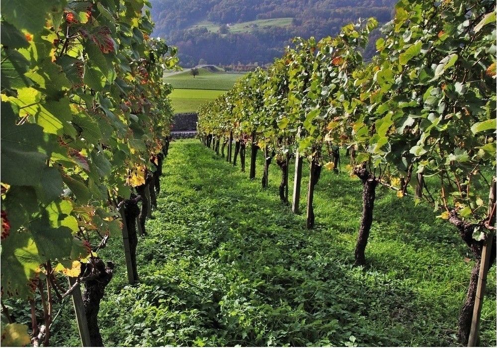 La renta agraria se mantiene estable y alcanza los 28.361 millones de euros