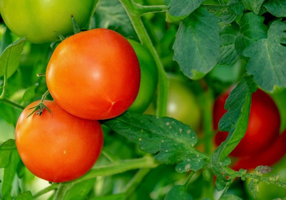 España importa frutas y hortalizas por valor de 2.401 millones de euros, el 67,5% procedente de países terceros