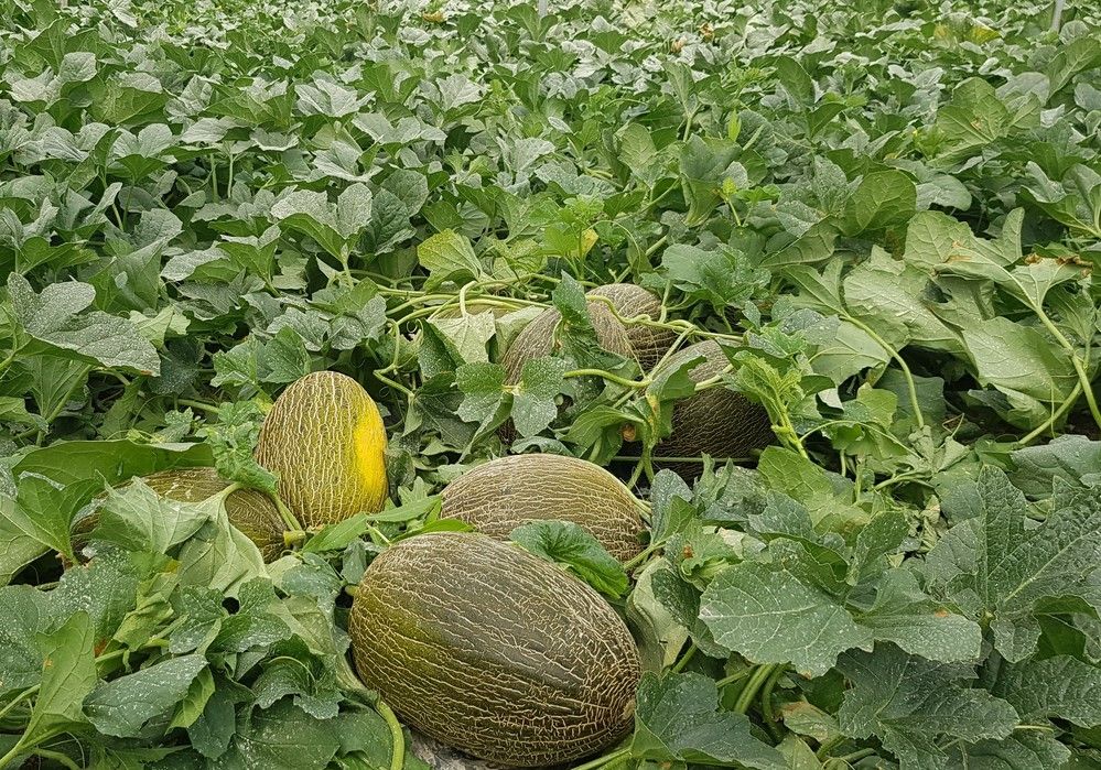 Calidad, sabor y resistencias con los melones Valdemar y Calima