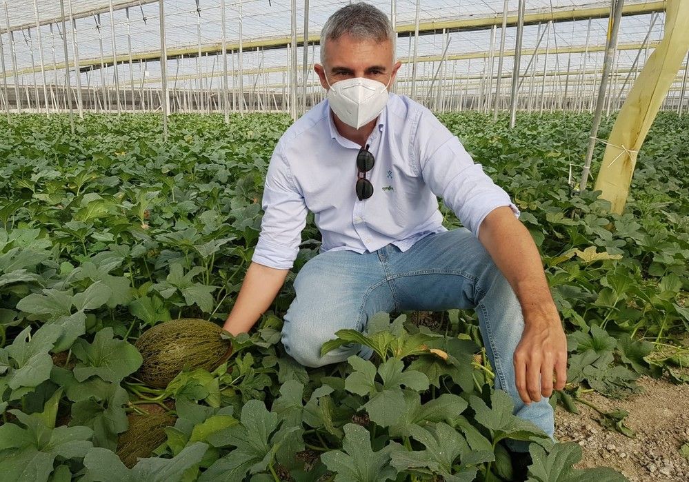 Graciano, el piel de sapo ideal para trasplantes tempranos en invernadero