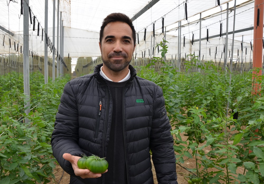 Semillas Fitó se adentra en el campo del tomate asurcado con su innovador Albarado