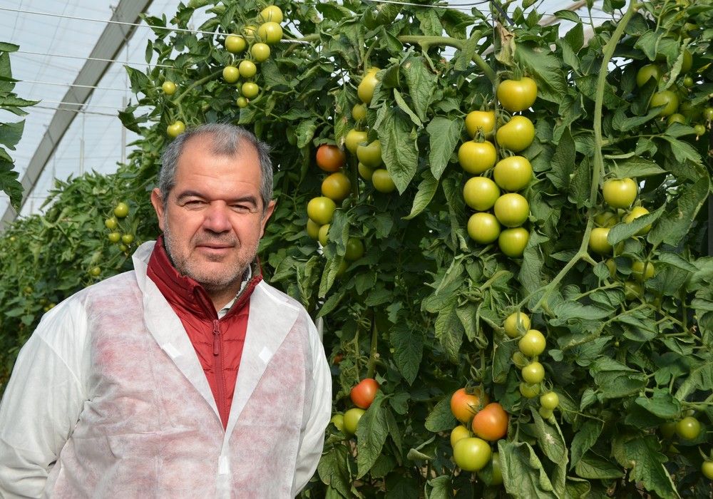 Zeraim presume en Níjar de sus tomates pera Liébana y Cobalto, y del tipo bola Arrecife