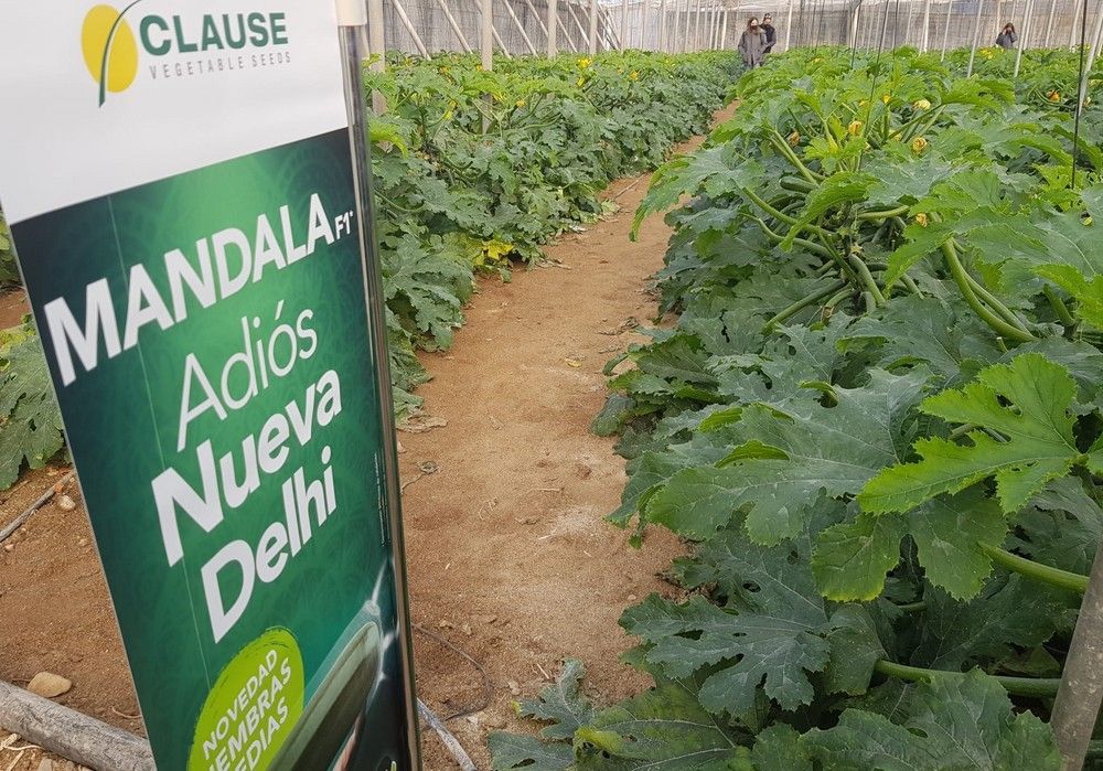 La línea NO-ND de HM.CLAUSE con resistencia a Nueva Delhi se extiende a siembras medias con el calabacín Mandala