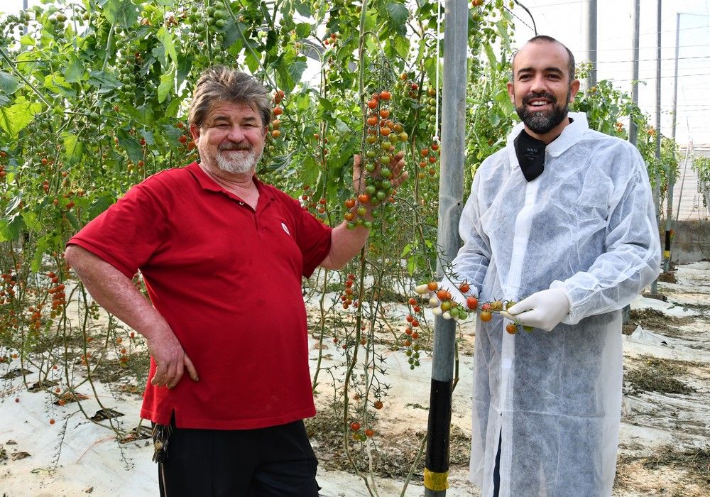 El cherry redondo Khaleesi aporta  precocidad y alta producción comercial