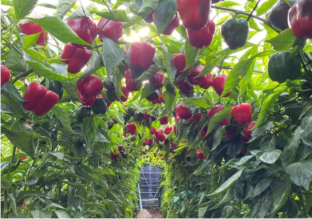 La Navidad llega con buenos precios para el pimiento