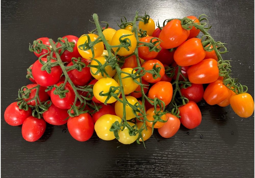 El tomate cocktail pera rama  (midi plum), baluarte de ISI Sementi