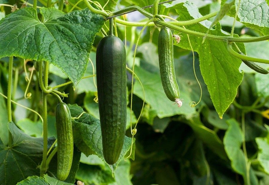 Los productores de pepino españoles confían en una estrategia preventiva contra mosca blanca y trips