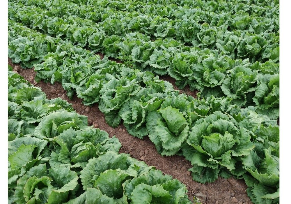 Frabelse ayuda a cuidar el suelo cultivado manteniendo la calidad de la producción con EM AGRO, AON NK y +KAÑA
