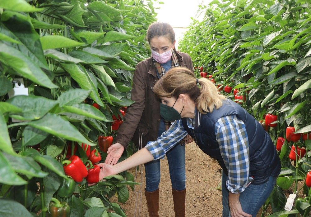 El PP insta al Gobierno a tomar medidas urgentes ante el “brutal incremento” de los costes de producción en la agricultura